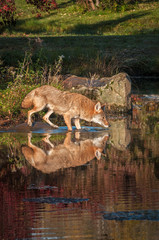 Coyote (Canis latrans) Puts Nose to Water