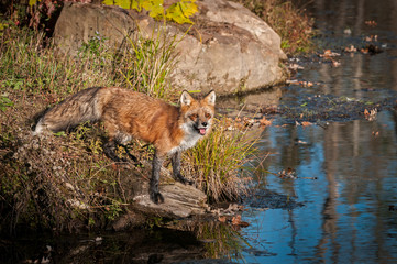 Obraz na płótnie Canvas Red Fox (Vulpes vulpes) Looks Up From Rock
