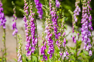 Obraz premium Spring in the garden. 