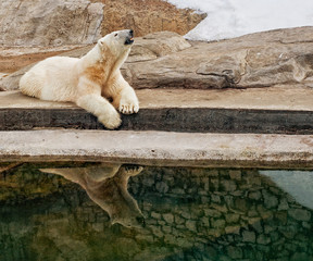 White bear in zoo