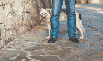 Curious funny puppy black and white half-blood dog standing behind the man's legs at the footpath near the wall