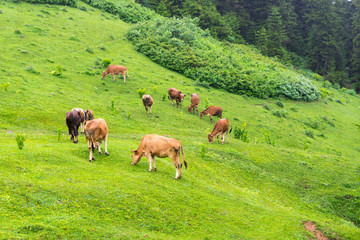 Naklejka premium Highland cows on a field, Giresun, Turkey