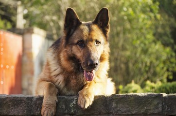 german shepherd