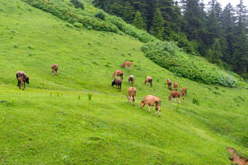Fototapeta na wymiar Highland cows on a field, Giresun, Turkey