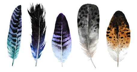 Watercolor feathers
