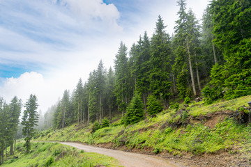 Summer Mountain view to Highland and Pine Tree Forest