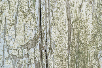 Obraz premium painted old wooden background