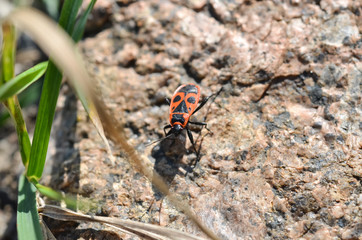 the pirebug