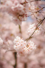 Cherry Blossoms | Salem, Oregon