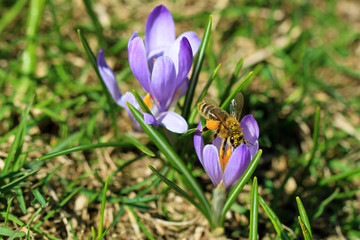 Biene - Frühling - Bestäuben - Blütenstaub - Krokusse - Allgäu - Honig - Pollen