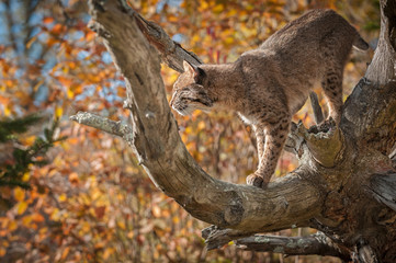 Backlit Bobcat (Lynx rufus) In Branches