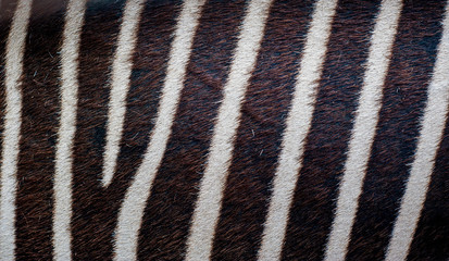 Zebra skin