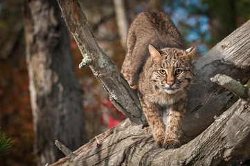 Naklejka na ściany i meble Bobcat (Lynx rufus) Stretches Out in Branches