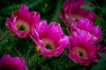 Desert Flowers