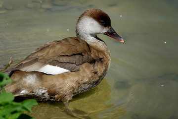 Canard