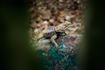 Lizard