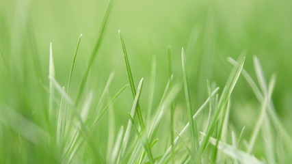 Fototapeta na wymiar beautiful springtime grass close up background blurre