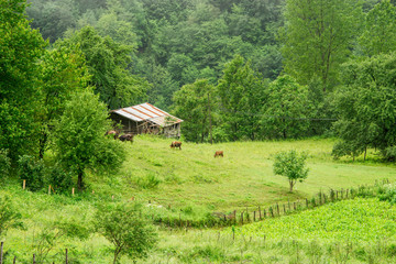 Obraz premium Beautiful Mountain view to Highland and Trees