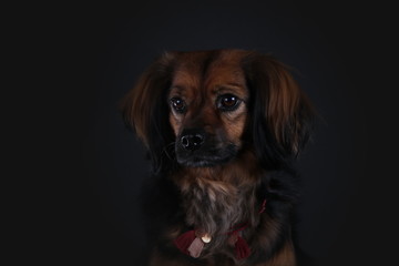 Portrait von einem kleinen Mischling - Studio
