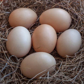 Close up of chicken eggs laying in bird nest