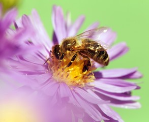 honey bee sitting on the violetflower