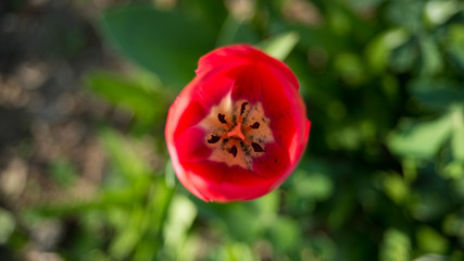 Tulpe