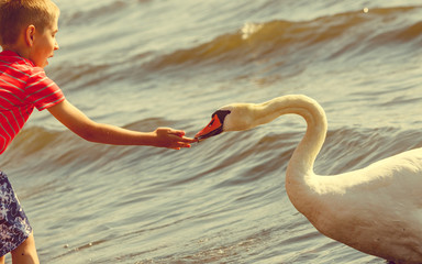 Little boy with beautiful swan.