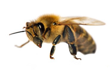 detail of bee or honeybee , Apis Mellifera