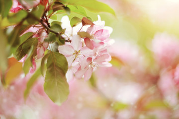 Branch with pale pink flowers of Apple tree