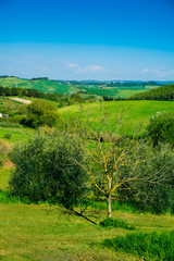 Obraz premium Paesaggio toscano di campagna, colline coltivazioni, agricoltura