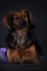 Mischling im Studio (Hochformat)