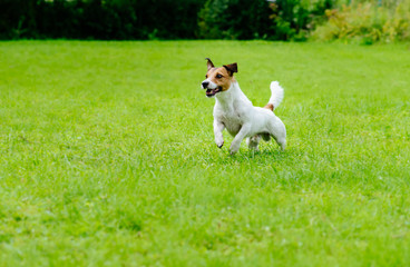 Active dog on green grass background running and playing
