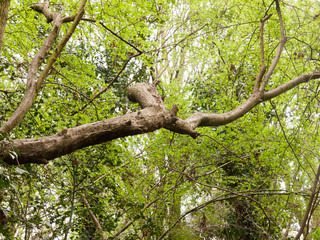 A Tree Poking Through a Canopy of Leaves in the Forest