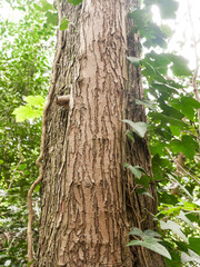 The Lined Bark of A Tree Up Close in Spring Light in the Forest