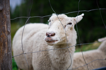 smiley sheep face