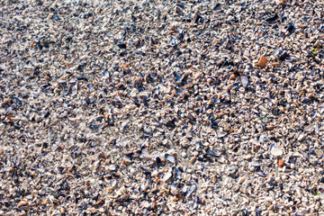 Natural background of sea shells