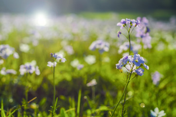 Hepatica liverwort white flower in old leaves