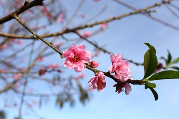 closeup to beautiful wild himalayan cherry