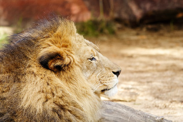 King of the jungle