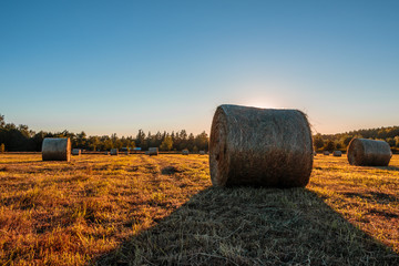 Sunny hayfield