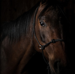arabian horse