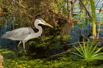 A Great Blue Heron hunting in a pond at St. Andrews State park in Panama City Beach Florida.
