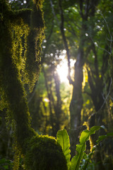 Boxwood mossy trees with sunlight