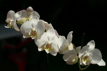 Fototapeta na wymiar beautiful tender closeup white Phalaenopsis orchid flowers on dark background