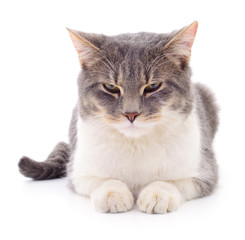 Kitten on white background.