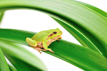 frog sitting on a leaf