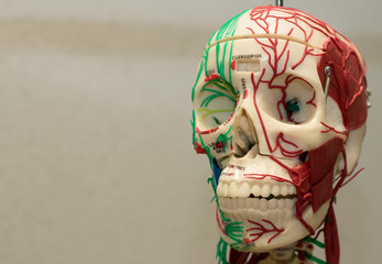 Part of the model of the human body. Skull. The illusion. Teeth. Vessels and nerves