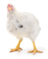 white hen isolated.
