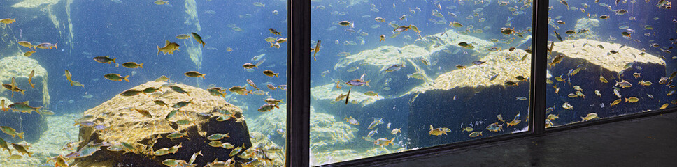 Fototapeta na wymiar aquarium with little perches