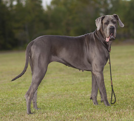 Purebred Great Dane